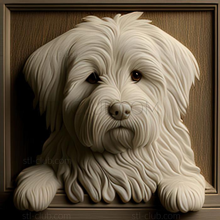 st Coton de tulear dog